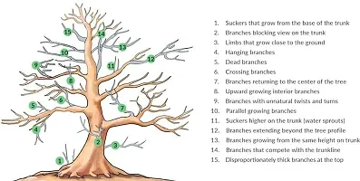 Madhu Kamini Plant-thumb4