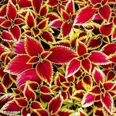 Natural Coleus Plant With Pot-thumb0