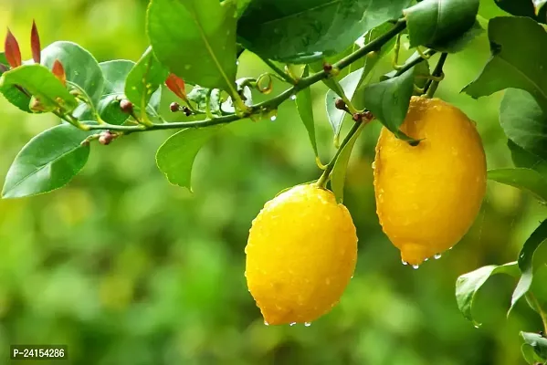 Lemon Plant