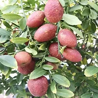 Natural Lemon Plant-thumb1