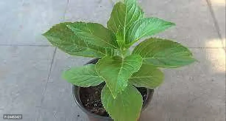 Natural Hydrangea Plant