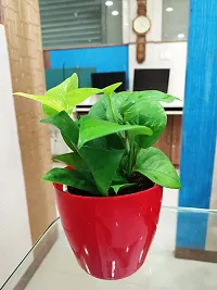 Natural Money Plant-thumb4