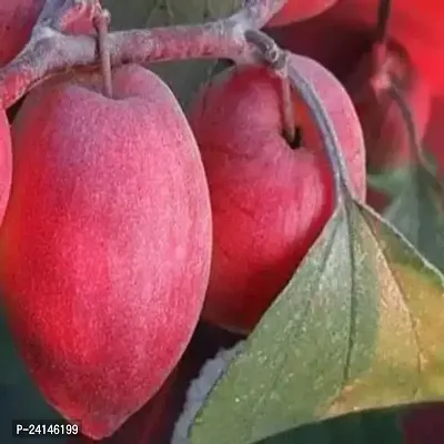 Ber Apple Plant