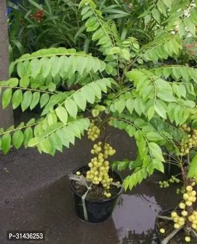 Natural Amla Plant-thumb0