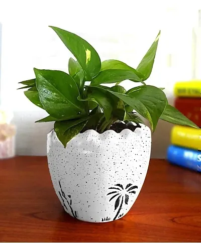 Limited Stock!! Plant & Planters 