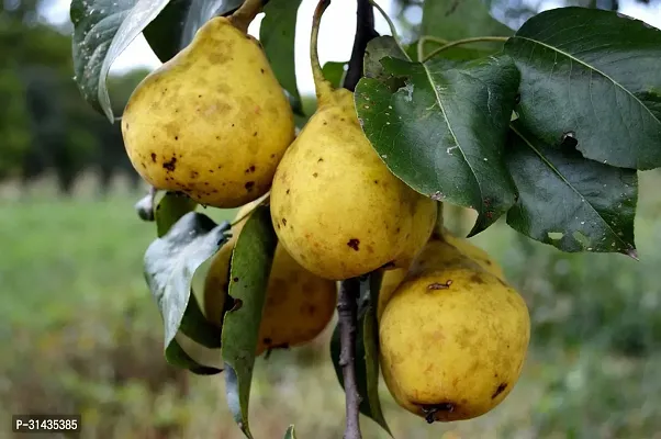 Natural Pear Plant-thumb2