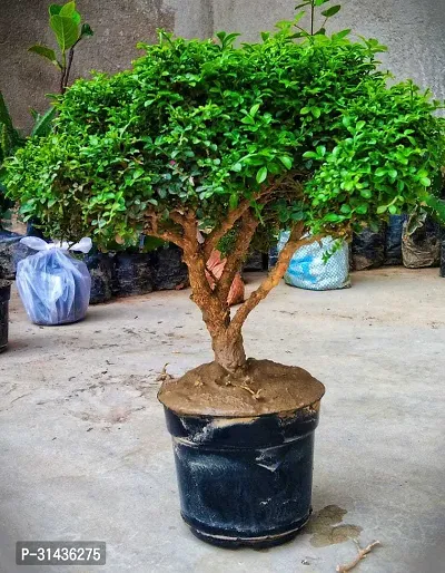 Natural Table Palm Plant