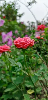 Natural Rose Plant-thumb2