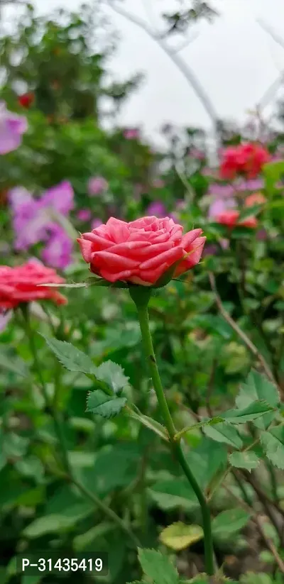 Natural Rose Plant-thumb3