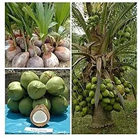 Natural Coconut Plant-thumb1