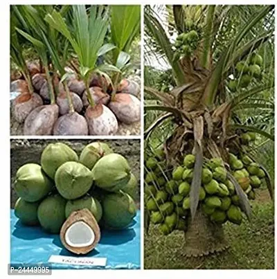 Natural Coconut Plant-thumb2