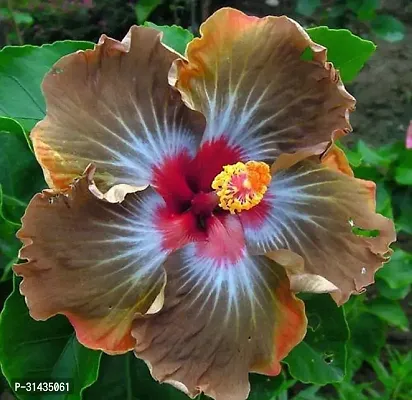 Natural Hibiscus Plant-thumb0