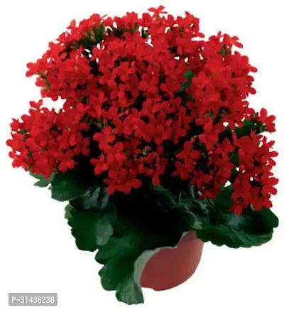 Natural Kalanchoe Plant With Pot