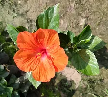 Hibiscus Plant-thumb1