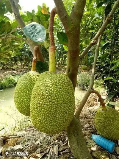 Jack Fruit Plant-thumb2