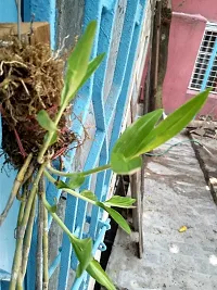 Natural Orchid Plant-thumb3