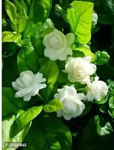 Natural Jasmine Plant-thumb0