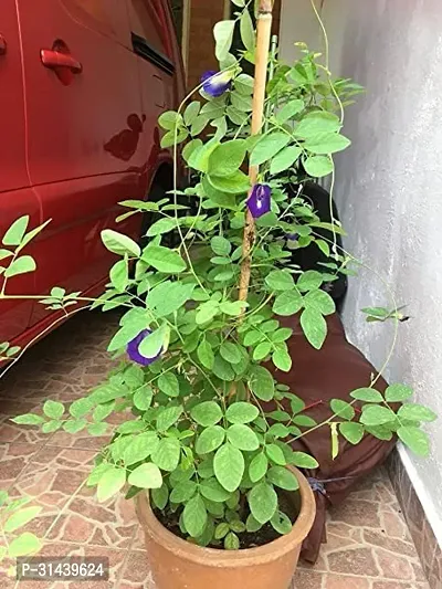 Natural Aparajita/ Butterfly Pea Plant-thumb0