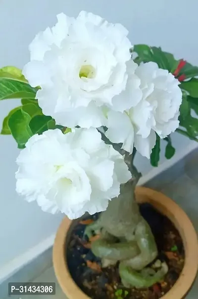 Natural Adenium Plant-thumb0