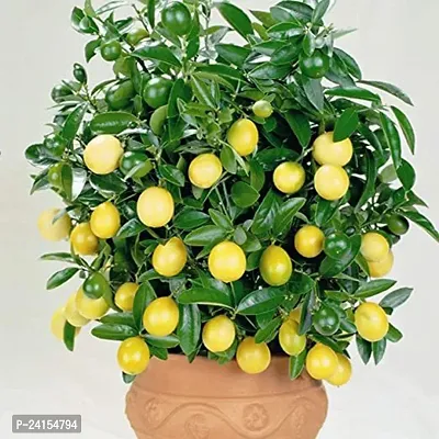 Lemon Plant