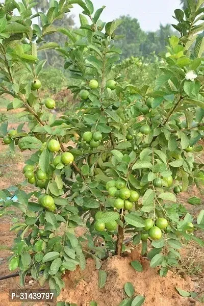 Natural Guava Plant-thumb0