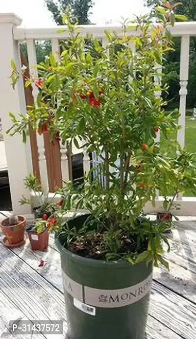 Natural Pomegranate Plant