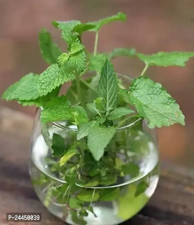 Natural Mint Plant-thumb0