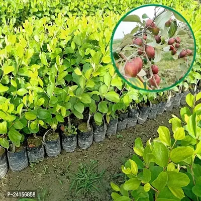 Ber Apple Plant-thumb0