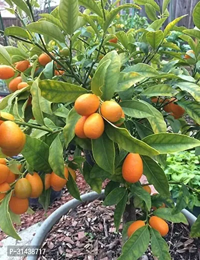 Natural Lemon Plant