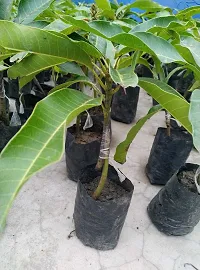 Natural Mango Plant-thumb2