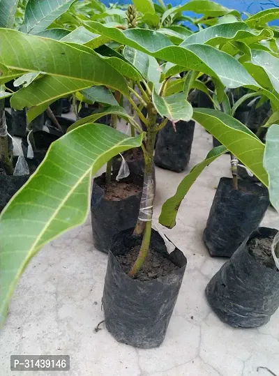 Natural Mango Plant-thumb3