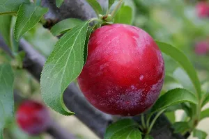 Natural Aloo Bukhara/Plum Plant-thumb4