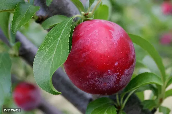 Natural Aloo Bukhara/Plum Plant-thumb5