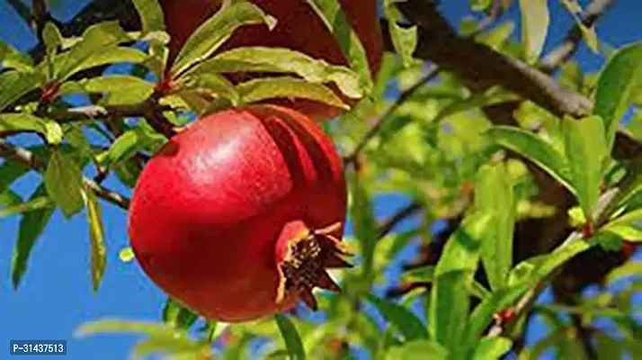 Natural Pomegranate Plant-thumb0