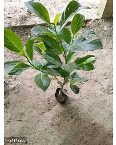 Jackfruit Plant-thumb4