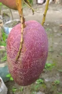 Natural Mango Plant-thumb3