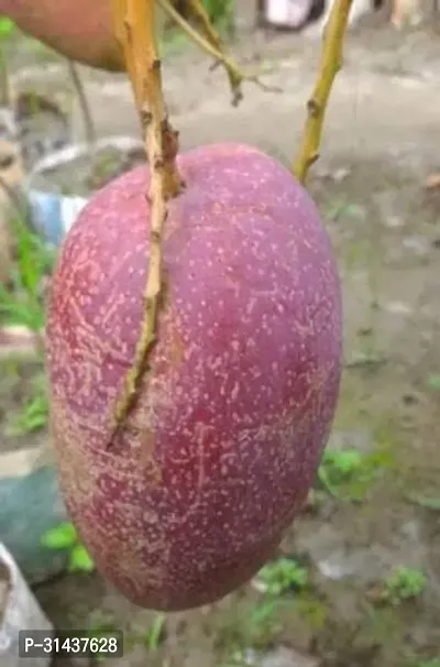 Natural Mango Plant-thumb4