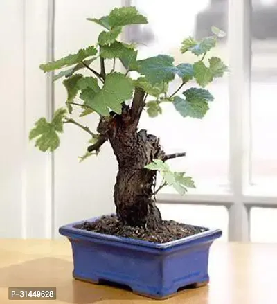 Natural Grapes Plant-thumb0