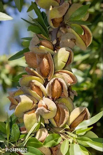 Natural Almond Plant