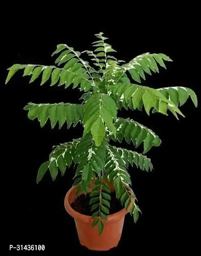 Natural Neem Plant-thumb0