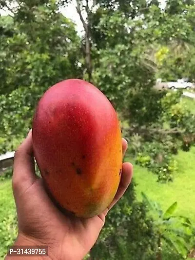 Natural Mango Plant-thumb0