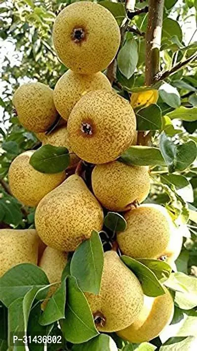 Natural Pear Plant-thumb0