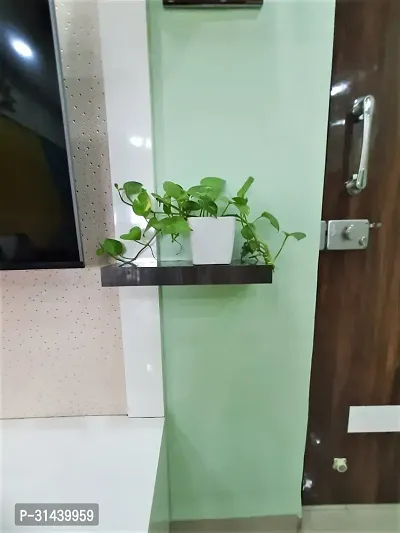 Natural Money Plant-thumb2