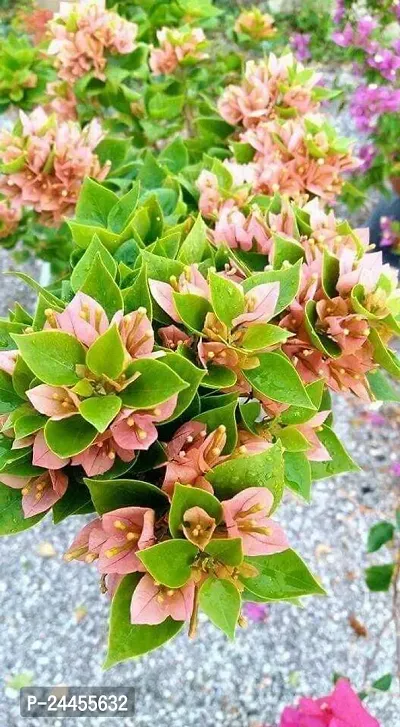 Natural Bougainvillea Plant