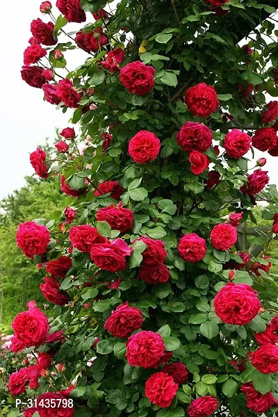 Natural Rose Plant-thumb0