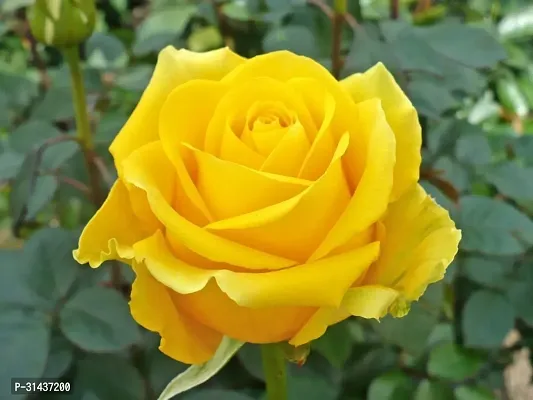 Natural Rose Plant-thumb3