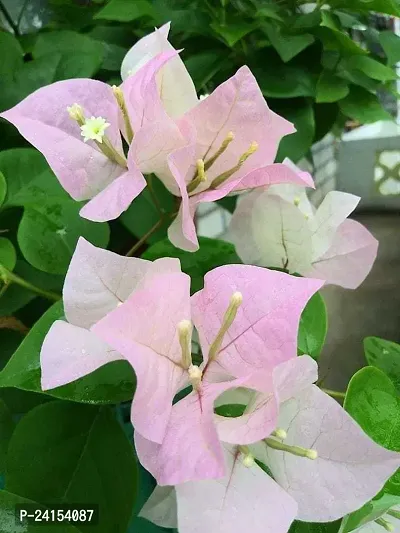 Bougainvillea Plant