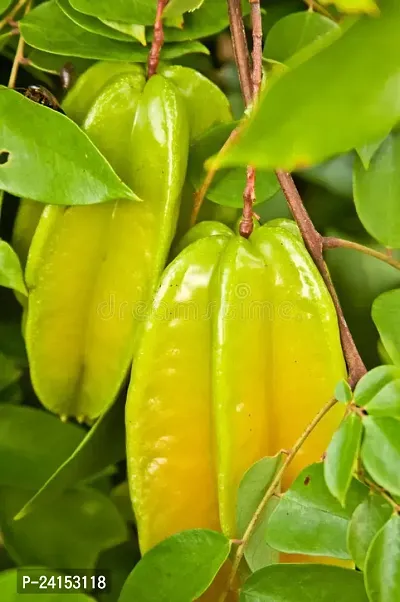 Star Fruit Carambola Grafted Plant