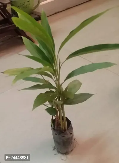 Natural Elaichi - Cardamom Plant-thumb2