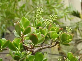 Natural Jade Plant-thumb1